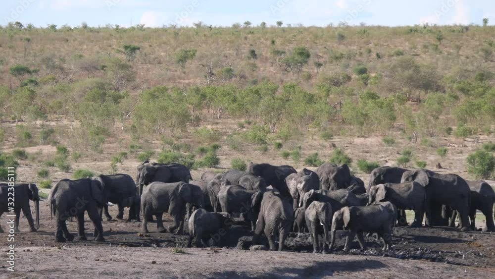 Big herd of African Bush elephants around a waterhole Big herd of African Bush elephants around a waterhole