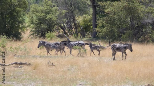 Zebra family walking around at Khaudum National Park, Namibia photo