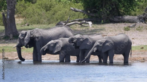 Herd of African Bush elephants drinking from a lake at Khaudum National Park, Namibia photo