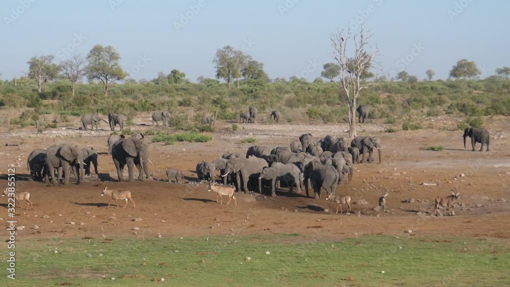 Herd of African Bush elephants and roan antelope standing at a dry waterhole Herd of African Bush elephants and roan antelope standing at a dry waterhole