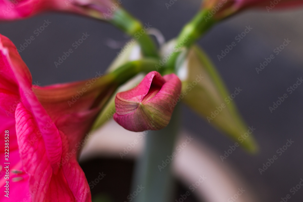 Obraz premium pink flower bud