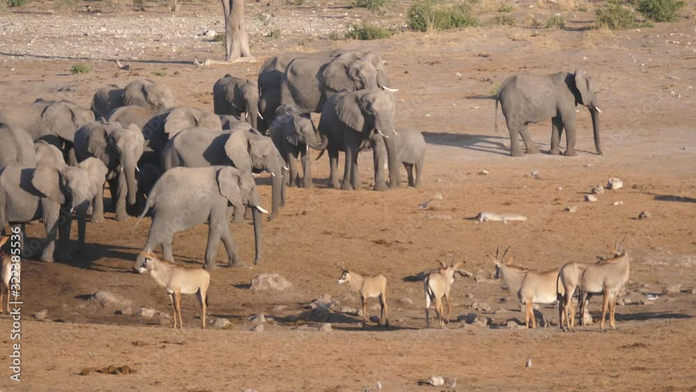 Herd of African Bush elephants and roan antelope standing on the savanna