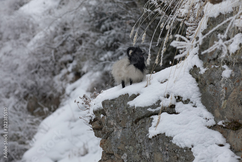 Fototapeta Naklejka Na Ścianę i Meble -  fluffy toy sheep on a rock