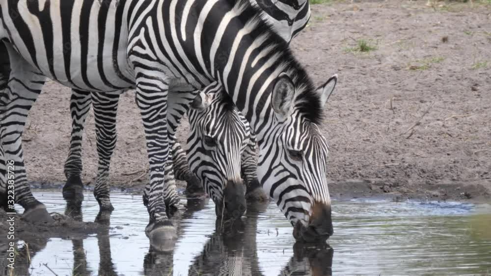 Close up from zebras drinking from a waterhole at Khaudum National Park, Namibia Close up from zebras drinking from a waterhole at Khaudum National Park, Namibia