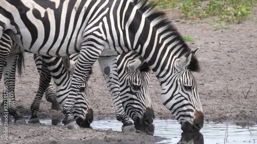 Close up from zebras drinking from a waterhole at Khaudum National Park, Namibia