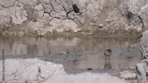 Sandpiper looking for food at a waterhole in Naye-Naye Concession Area, Namibia