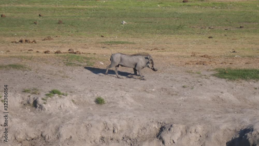 Warthog running towards a waterhole in Naye-Naye Concession Area, Namibia