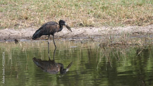 African Openbill eating food from a lake photo