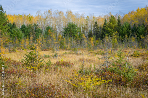 Birch and larch trees take on their fall colors in a tamarack bog. Northern Wisconsin, USA.