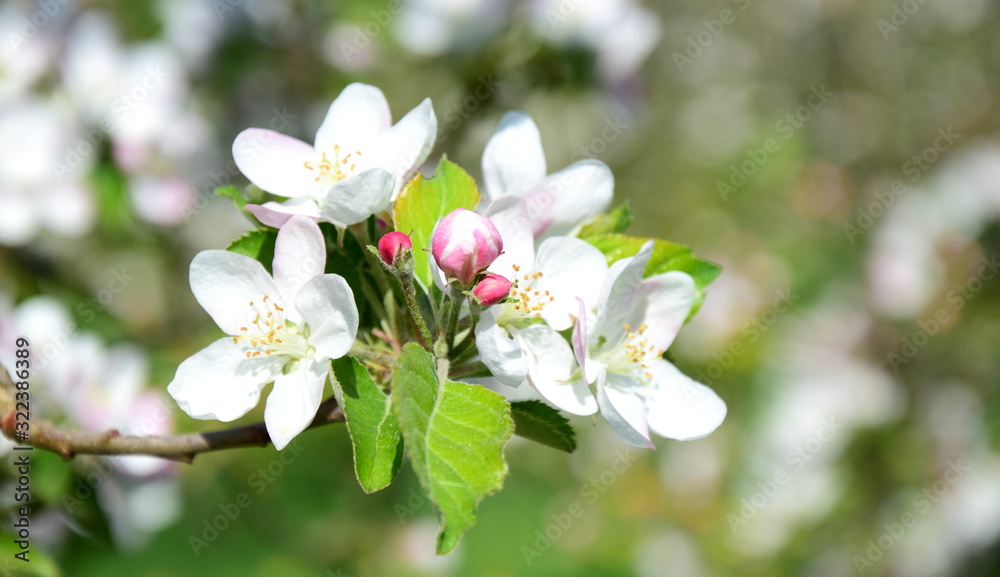 Apfelblüten Apfelbaum - Apfelbaumblüten mit Textraum Apfelblüten Apfelbaum - Apfelbaumblüten mit Textraum