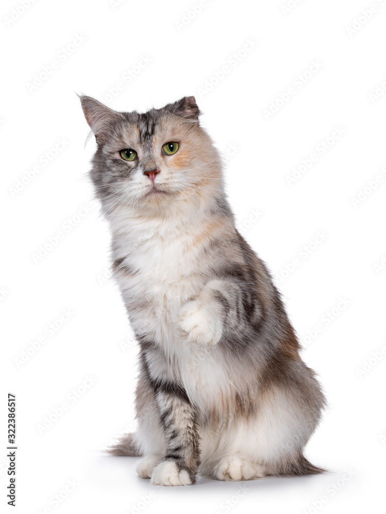 Cute silver tortie Maine Coon cat, sitting facing front. Looking beside camera with green eyes. Isolated on a white background. Folded ear due cauliflower injury. One paw lifted in air pointing.