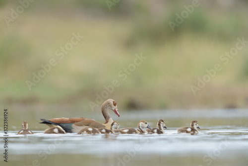 Duck and duclings in the water, swimming ducks, ducklings © Ozkan Ozmen