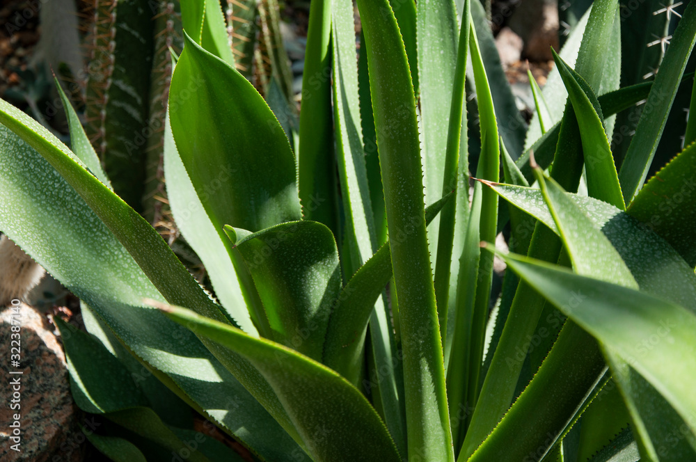 Obraz premium Green cactus with long leaves