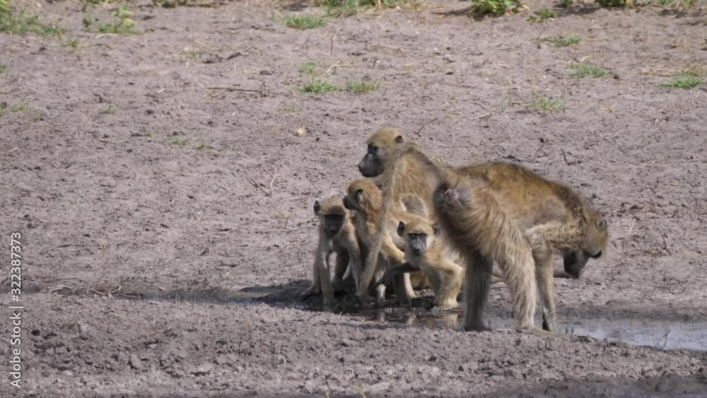 A Troop of chacma baboons drinking from a waterhole A Troop of chacma baboons drinking from a waterhole