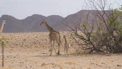 Giraffe family walks away on the savanna of Orupembe in Namibia photo