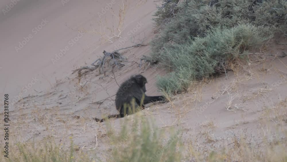 Baboon searching for food in the sand on the savanna around Purros in Namibia Baboon searching for food in the sand on the savanna around Purros in Namibia