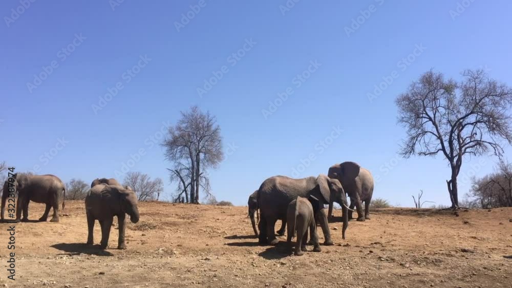 African Bush Elephants stand around, not doing much in arid landscape African Bush Elephants stand around, not doing much in arid landscape