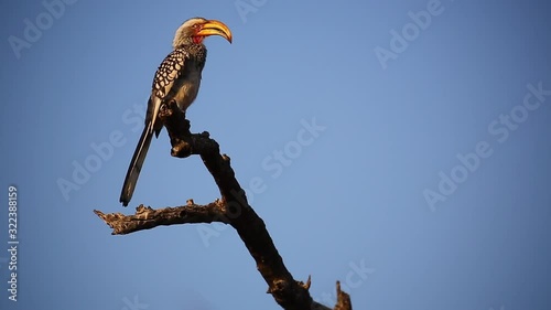 yellow Billed Hornbill bird on evening branch perch, flips wings photo