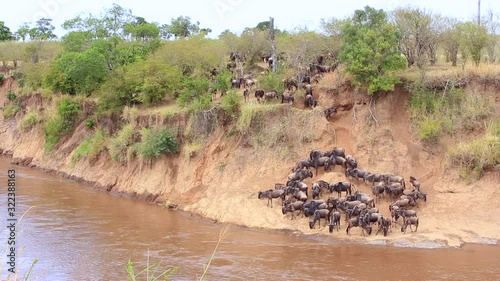 Confusion as Wildebeest herd gather to cross muddy Mara River, Kenya photo