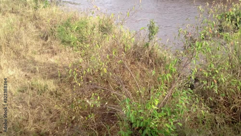 Wildebeest climb steep river slope after crossing muddy Kenyan river Wildebeest climb steep river slope after crossing muddy Kenyan river