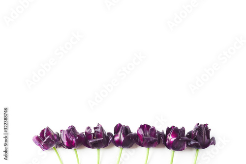 Fototapeta Naklejka Na Ścianę i Meble -  floral concept. the frame is of dark purple tulips. copy space, flat lay