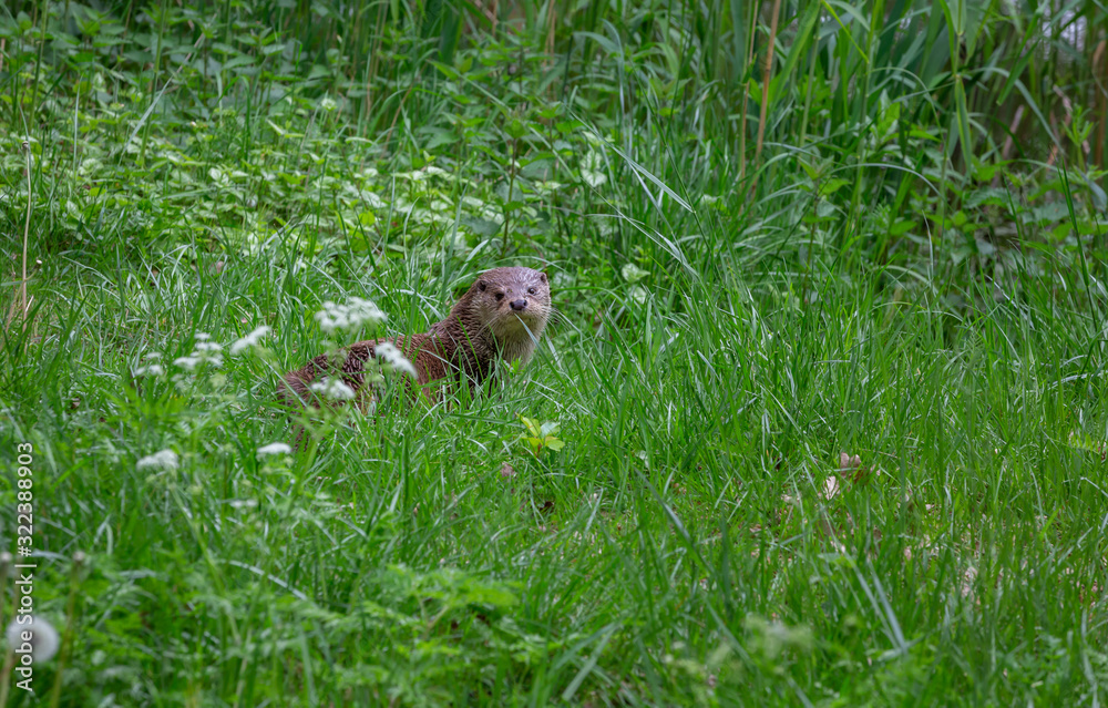 European Fish Otter Lutra Lutra European Fish Otter Lutra Lutra