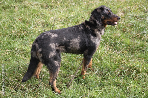 Beauce Harlequin color Shepherd Dog