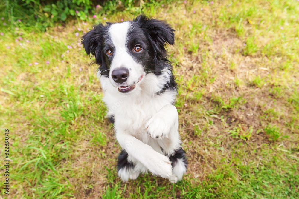 Outdoor portrait of cute smilling puppy border collie sitting on grass flower background. New lovely member of family little dog gazing and waiting for reward. Pet care and funny animals life concept.