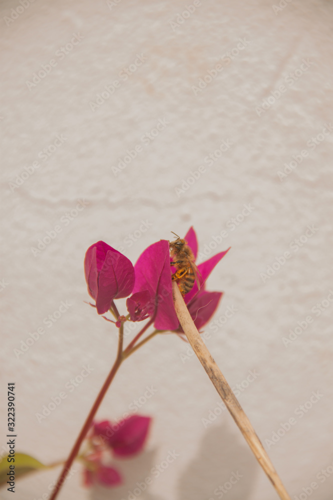 The Rose and the Bee The Rose and the Bee