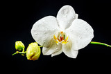 Orchid flower on black background. White orchid flower with water drops. Elegant flower of a white phalaenopsis orchid isolated on a black background.
