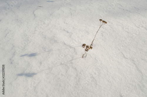 lonely twigs in the snow