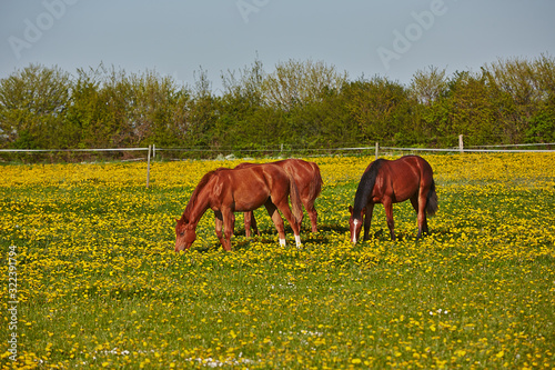 holsteiner pferde photo