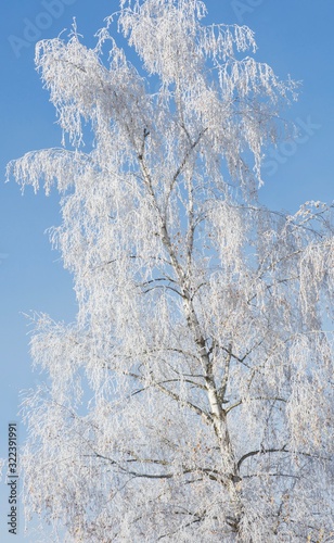 White frozen birch tree in brght sunny winter day photo