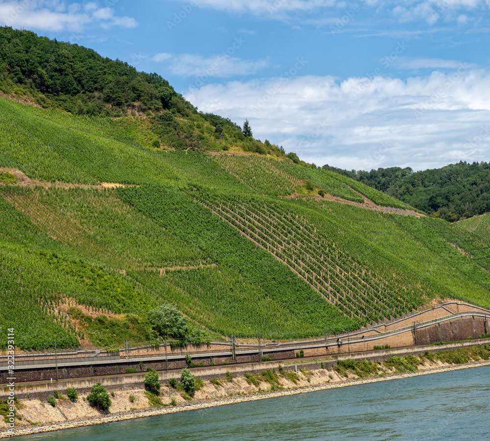 View of vineyards on the banks of the River Rhine