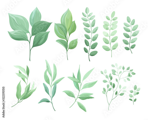 Green leaves set isolated on white background. Vector illustration.