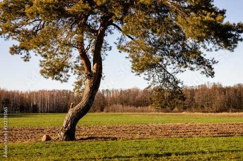 One conifer pine tree with wide crown growing in the middle of farmland. Forest in the background. Sunny day during February in Poland. photo