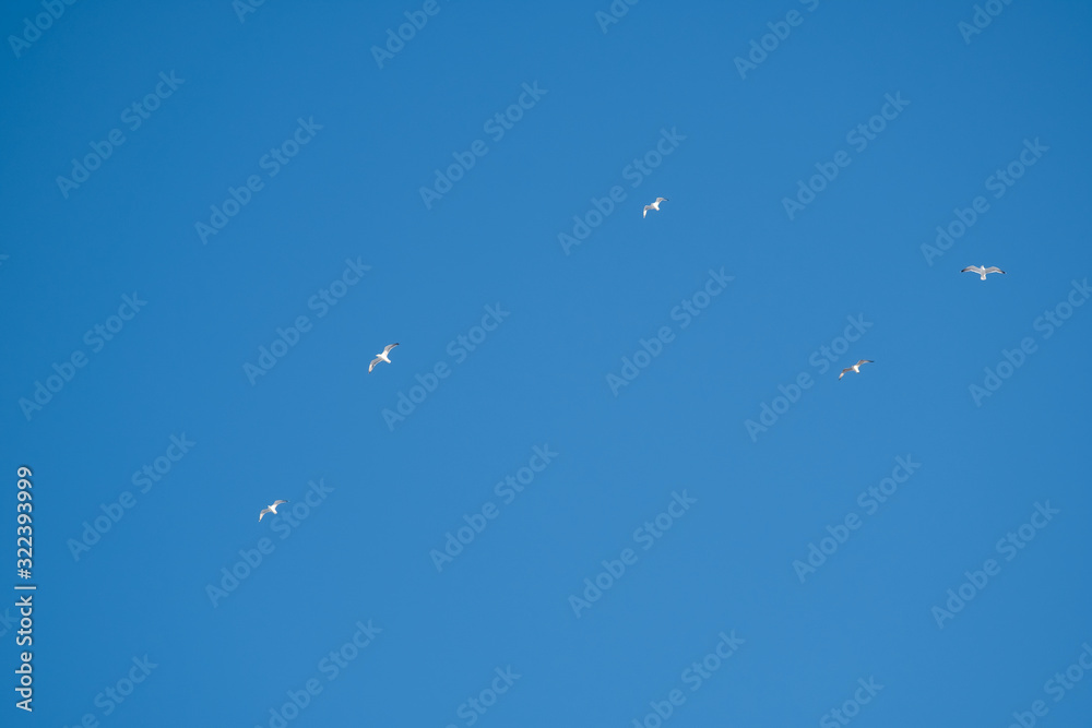 White birds on a background of blue sky. Seagulls in the coast. A clear, cloudless sky. Day, cold, sunny. White birds on a background of blue sky. Seagulls in the coast. A clear, cloudless sky. Day, cold, sunny.