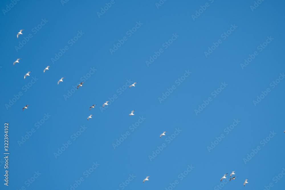 White birds on a background of blue sky. Seagulls in the coast. A clear, cloudless sky. Day, cold, sunny. White birds on a background of blue sky. Seagulls in the coast. A clear, cloudless sky. Day, cold, sunny.