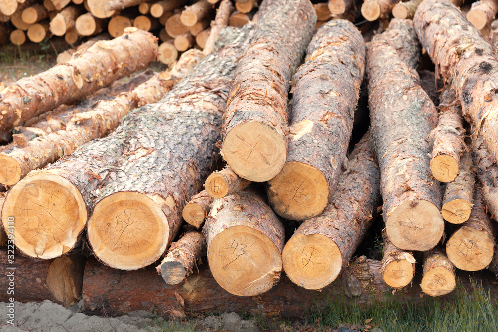 a pile of pine logs with inscriptions on cuts lies on the ground a pile of pine logs with inscriptions on cuts lies on the ground