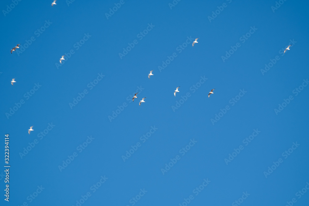 White birds on a background of blue sky. Seagulls in the coast. A clear, cloudless sky. Day, cold, sunny. White birds on a background of blue sky. Seagulls in the coast. A clear, cloudless sky. Day, cold, sunny.