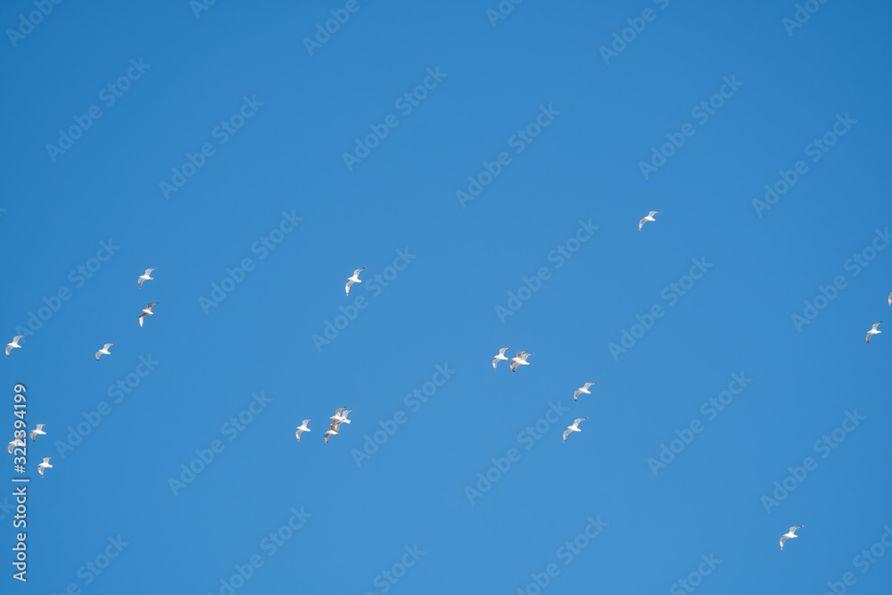 White birds on a background of blue sky. Seagulls in the coast. A clear, cloudless sky. Day, cold, sunny. White birds on a background of blue sky. Seagulls in the coast. A clear, cloudless sky. Day, cold, sunny.