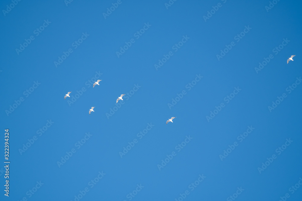 White birds on a background of blue sky. Seagulls in the coast. A clear, cloudless sky. Day, cold, sunny. White birds on a background of blue sky. Seagulls in the coast. A clear, cloudless sky. Day, cold, sunny.