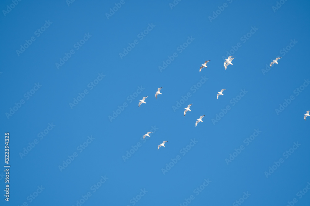 White birds on a background of blue sky. Seagulls in the coast. A clear, cloudless sky. Day, cold, sunny. White birds on a background of blue sky. Seagulls in the coast. A clear, cloudless sky. Day, cold, sunny.
