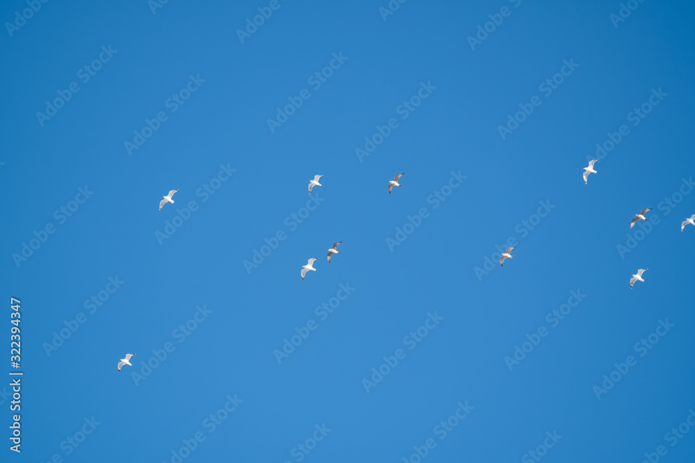 White birds on a background of blue sky. Seagulls in the coast. A clear, cloudless sky. Day, cold, sunny. White birds on a background of blue sky. Seagulls in the coast. A clear, cloudless sky. Day, cold, sunny.