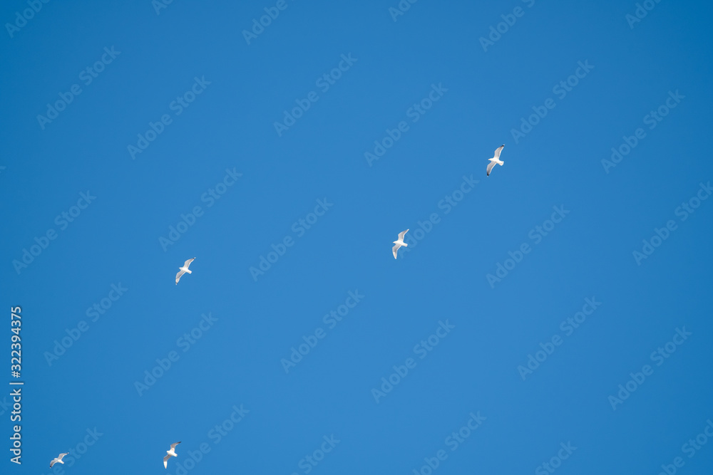 White birds on a background of blue sky. Seagulls in the coast. A clear, cloudless sky. Day, cold, sunny. White birds on a background of blue sky. Seagulls in the coast. A clear, cloudless sky. Day, cold, sunny.