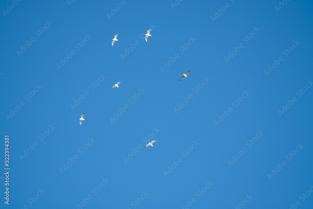 White birds on a background of blue sky. Seagulls in the coast. A clear, cloudless sky. Day, cold, sunny. White birds on a background of blue sky. Seagulls in the coast. A clear, cloudless sky. Day, cold, sunny.
