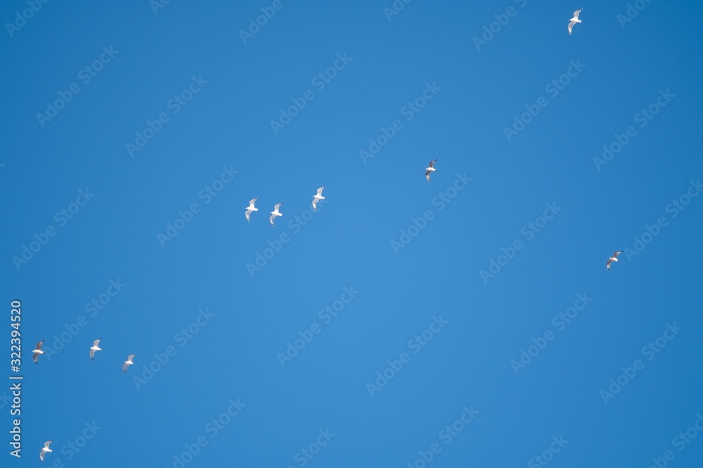 White birds on a background of blue sky. Seagulls in the coast. A clear, cloudless sky. Day, cold, sunny. White birds on a background of blue sky. Seagulls in the coast. A clear, cloudless sky. Day, cold, sunny.