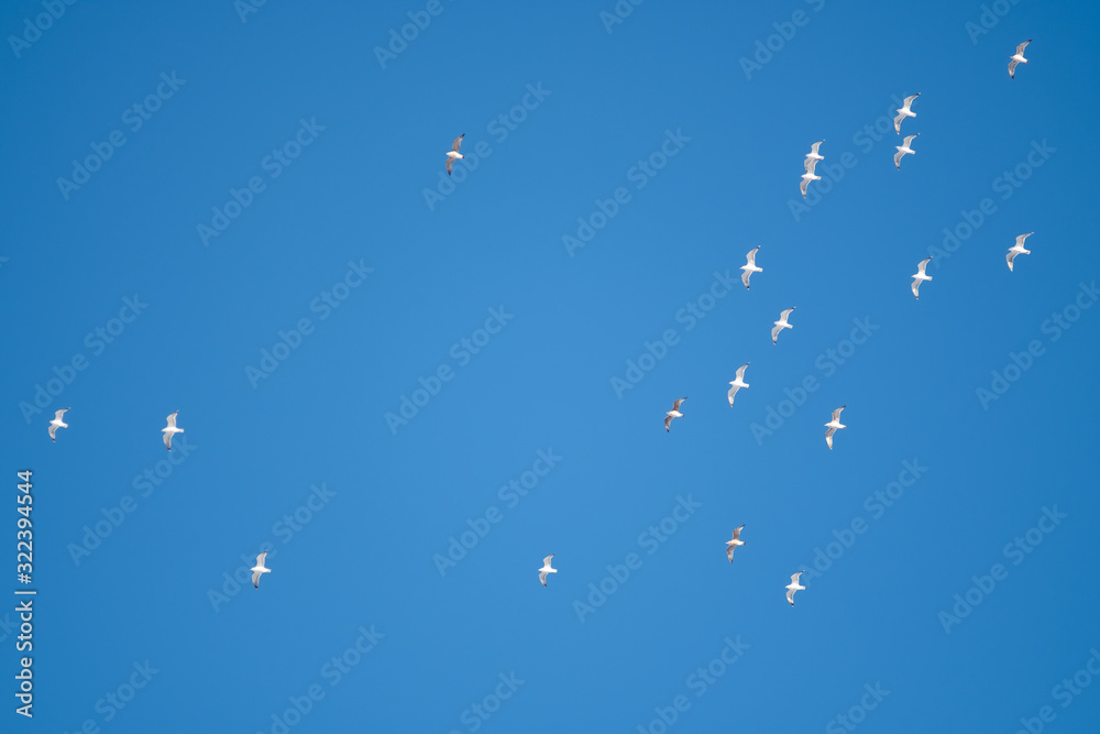 White birds on a background of blue sky. Seagulls in the coast. A clear, cloudless sky. Day, cold, sunny.