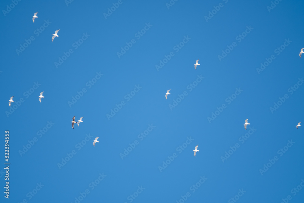 White birds on a background of blue sky. Seagulls in the coast. A clear, cloudless sky. Day, cold, sunny. White birds on a background of blue sky. Seagulls in the coast. A clear, cloudless sky. Day, cold, sunny.