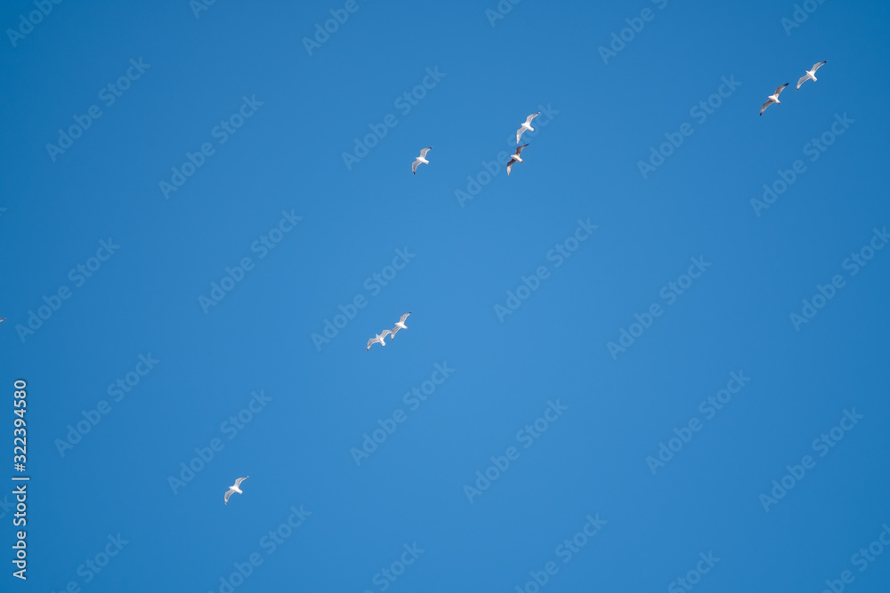 White birds on a background of blue sky. Seagulls in the coast. A clear, cloudless sky. Day, cold, sunny. White birds on a background of blue sky. Seagulls in the coast. A clear, cloudless sky. Day, cold, sunny.